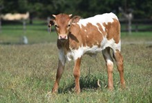 RJF TEXAS REBEL X RJF AWESOME ATTRACTION TAG 309
