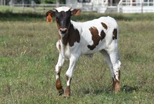 RJF TEXAS REBEL X RJF MVP COWGIRL Tag 315
