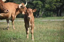 RJF TEXAS REBEL X RJF WORTH THE SASS TAG 313