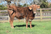 RJF TEXAS REBEL X RJF WORTH THE SASS TAG 313