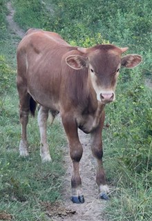 ERZ RED HEADED STRANGER
