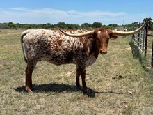 GVR Calamity Jane