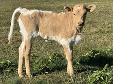 Secret 23 Heifer