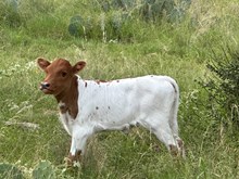 TBR Purdy's Sonora