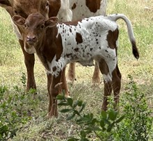 TBR Lilly's Bowie