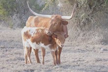 GVR Texas Belle