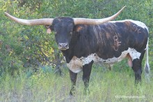 RJF Texas Rebel - Tag 927