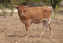 GVR Stardust